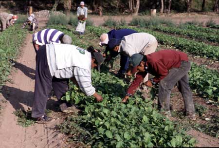 Oaxaqueños marchan en EU en el marco del Día de Acción de Gracias