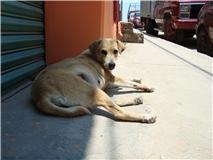 Aumenta número de perros callejeros en Tlaxiaco; reportan 12 ataques de canes