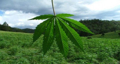 NO a la marihuana en California