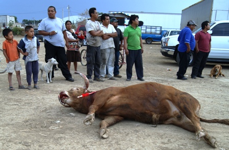 Recuperan libertad defensores de animales presos, durante protesta