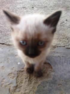 Siete gatitos en busca de hogar