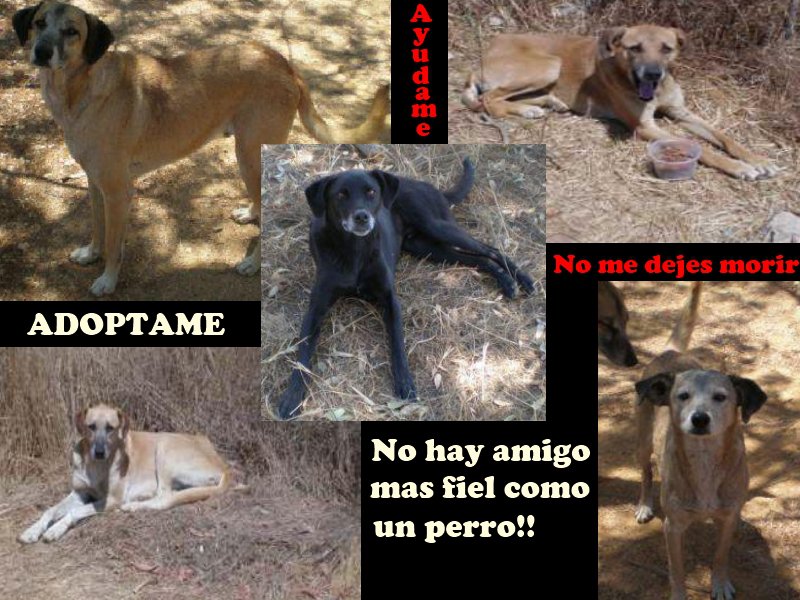 Urge ayuda para cinco perros en condición de calle