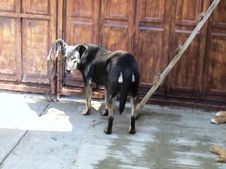 Importa más el comportamiento que la raza, ADOPTA un perro sin casa