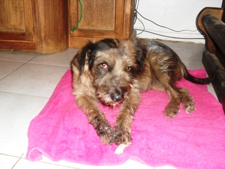 Mascotas en adopción