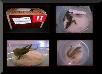 Confisca PF crías de cocodrilo y camaleón, en aeropuerto de la ciudad de México