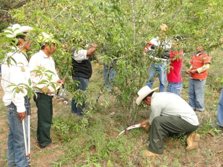Ejercerán 10 mdp para el desarrollo de la fruticultura en Oaxaca