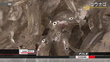 Rusia prohíbe importación de alimentos marinos de Japón