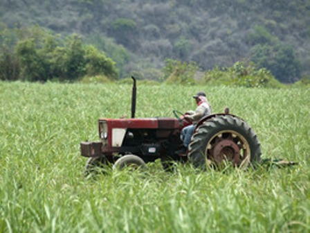Financia gobierno de México cultivos de drogas, revela Auditoría Superior de la Federación y Fundar