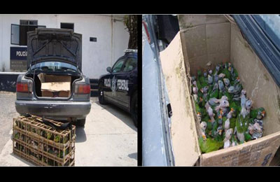 Apresa PF traficantes de aves en Nochixlán con 279 pericos