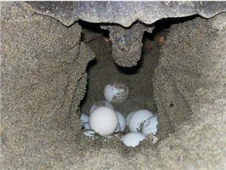 A prisión,  por traficar con huevos de tortuga