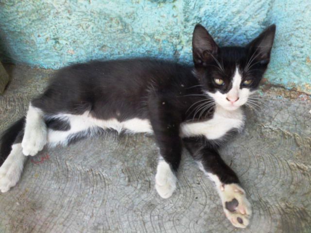 Gatitas en busca de hogar