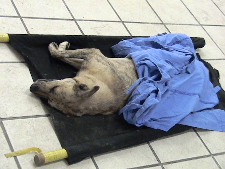 Por maltrato animal denuncian a Beatriz Cárdenas, directora de Medicina de la UABJO