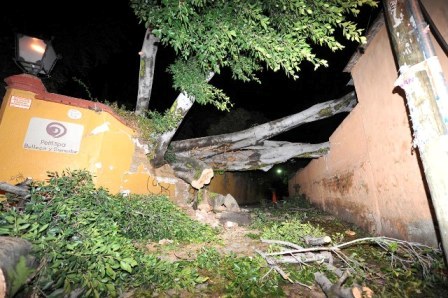 Cae otro laurel de la india, ahora en San Felipe del Agua