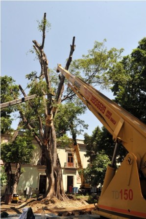 Continúan trabajos para salvar el laurel replantado en la Alameda de León