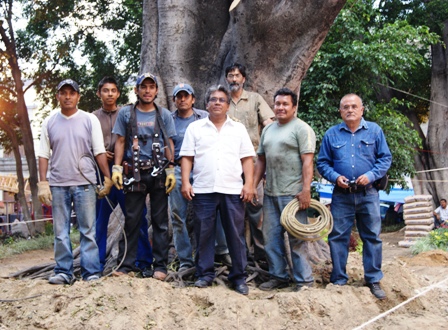 Caída del árbol culpa de ecología municipal, al desechar mantenimiento