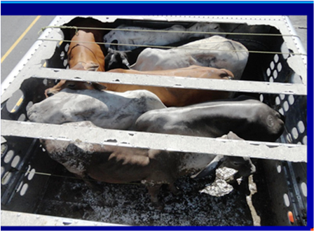 Ciento veinte kilos de coca ocultos en camión cargado de bueyes, detecta la PF