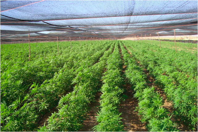 Personal militar asegura más de tonelada y media de mariguana en Baja California