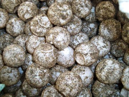 Detienen PGR presunto depredador con 780 huevos de tortuga