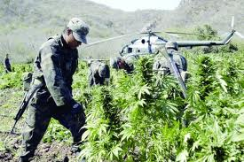 Destruye Sedena megaplantío de marihuana en el norte de México