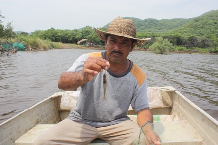 Siembran camarón blanco en laguna Garrapatero, prevén producción de 5.5 toneladas este año