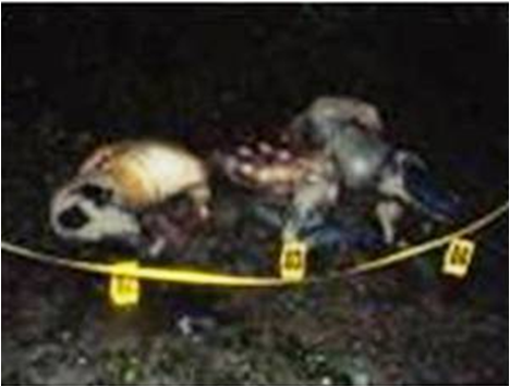 Identificados los cadáveres de los cuatro ejecutados en rancho del Istmo de Tehuantepec, eran originarios de Veracruz