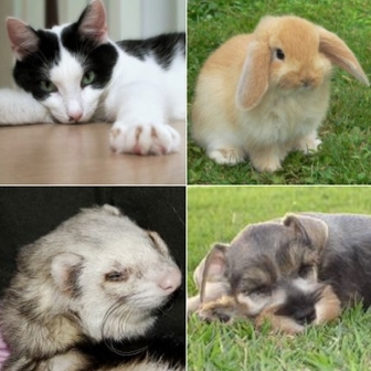 Realizan Semana Cultural de Mascotas para promover responsabilidad de sus dueños