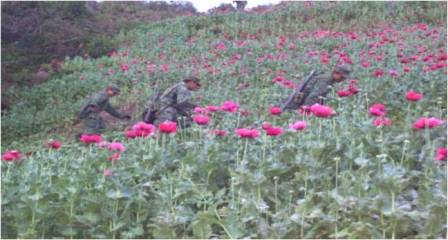 Localizan y destruyen 200 plantíos de Amapola, en Heliodoro Castillo, Guerrero