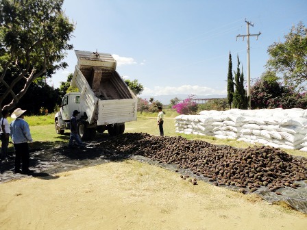 Avanza colecta de material genético forestal; garantizará producción de plantas en los 30 viveros tecnificados