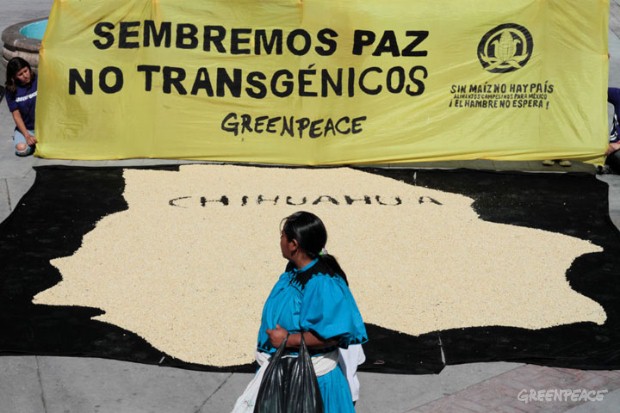Greenpeace desenmascara a Monsanto y que fuera de contienda Iniciativa México