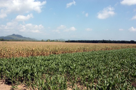 Exporta Oaxaca tecnologías de producción a Chiapas para alcanzar autosuficiencia de maíz