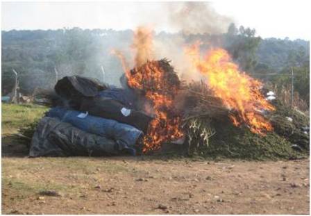 Aseguran 15 toneladas de mariguana en Mixtlán, Jalisco; es incinerada donde fue localizada