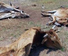 Cerca de millón de hectáreas afectadas por la sequia y heladas; han muerto 42 mil cabezas de ganado:SAGARPA