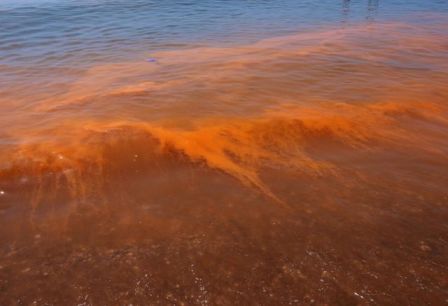 Decretan veda sanitaria por marea roja en Salina Cruz; suspenden venta y consumo de mariscos