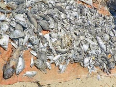 Falta de oxigeno provocó mortandad de peces en complejo lagunar de Chacahua, en Oaxaca