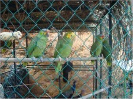 Aseguran animales en peligro de extinción y mil 825 litros de combustible en Minatitlán, Veracruz