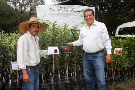 Entregan 250 mil plantas certificadas para el desarrollo frutícola de Oaxaca