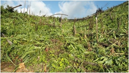 Invaden habitantes de Teotilálpam 300 hectáreas sembradas de maíz en Tlacoatzintepec;  destruyen cosecha