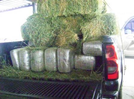 Ocultos en alfalfa más de 300 kilos de marihuana asegura la PF, en Sonora
