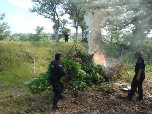 La PF con sobrevuelos localiza plantíos de mariguana y los destruye, en Sonora