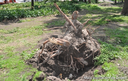 Prioritario el rescate y rehabilitación de áreas verdes en Avenida Juárez
