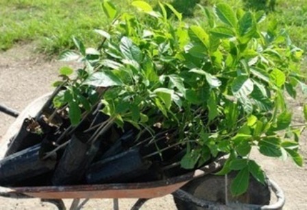 Avanza reforestación en autopista urbana en el poniente de la Ciudad de México