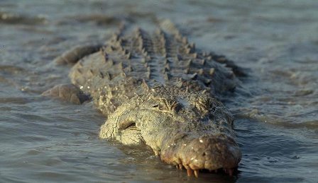 Avistamiento de cocodrilos en zona lagunar de la Costa, sin riesgo para la población: Ecología