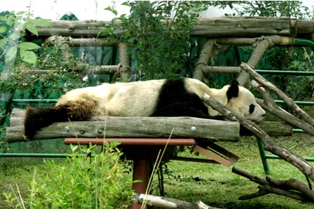 ¡Conoce desde hoy “Chapultepec: un zoológico desde adentro”!; realizan serie de 20 cápsulas