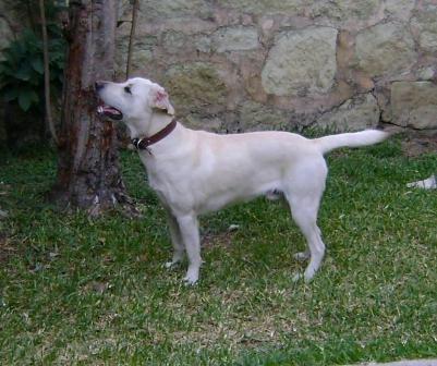 Promueve buen trato hacia las mascotas con la campaña “Sé un dueño responsable“, en el DF