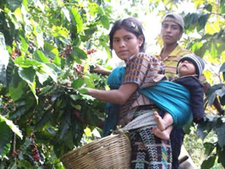 Refuerza Sedesol servicios de apoyo a favor de 100 mil familias de jornaleros agrícolas