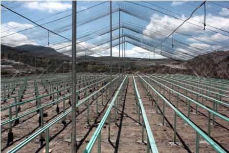 Avance del 95% en instalación de vivero para producción de plantas frutales de alta calidad en la Mixteca