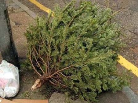 Lanzan en el DF campaña de acopio y reciclaje de árboles de navidad “árbol por árbol, tu ciudad reverdece 2013”