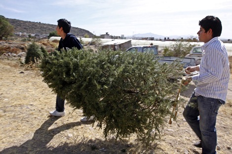 Continúa campaña de recolección de árboles navideños en el DF; concluirá el 20 de enero