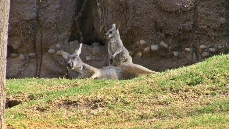 Cuenta Zoológico de Chapultepec con tres nuevos inquilinos un bisonte, un hipopótamo y un canguro