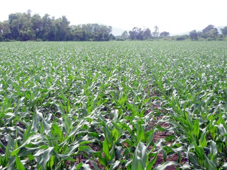 Desarrollarán política rural en el DF para generar un campo productivo de tiempo completo